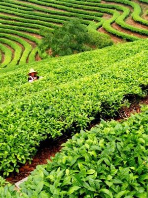 昆明什麼茶葉好？來聊聊雲南茶文化的多元風貌